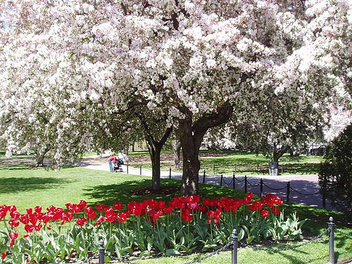 Springtime in the Public Garden. Photo by gocardusa. Used with permission.